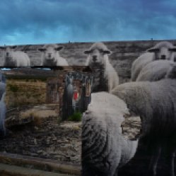 sheep-in-cow-springs